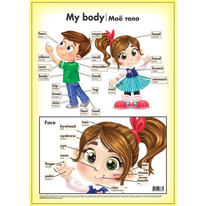 Обучающий плакат "Строение тела человека на английском языке" А3