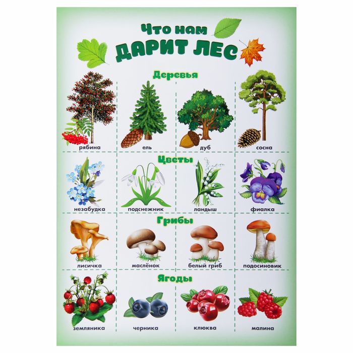Обучающий плакат "Что нам дарит лес?" А4