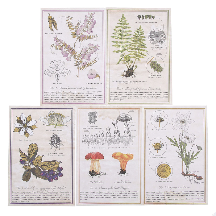 Набор карточек для скрапбукинга "Тайны леса" 20 шт, 7,5х10 см и 10х15 см