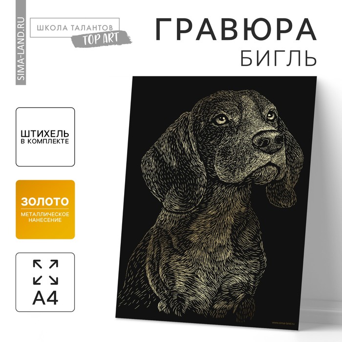 

Гравюра «Бигль» с металлическим эффектом золота А4