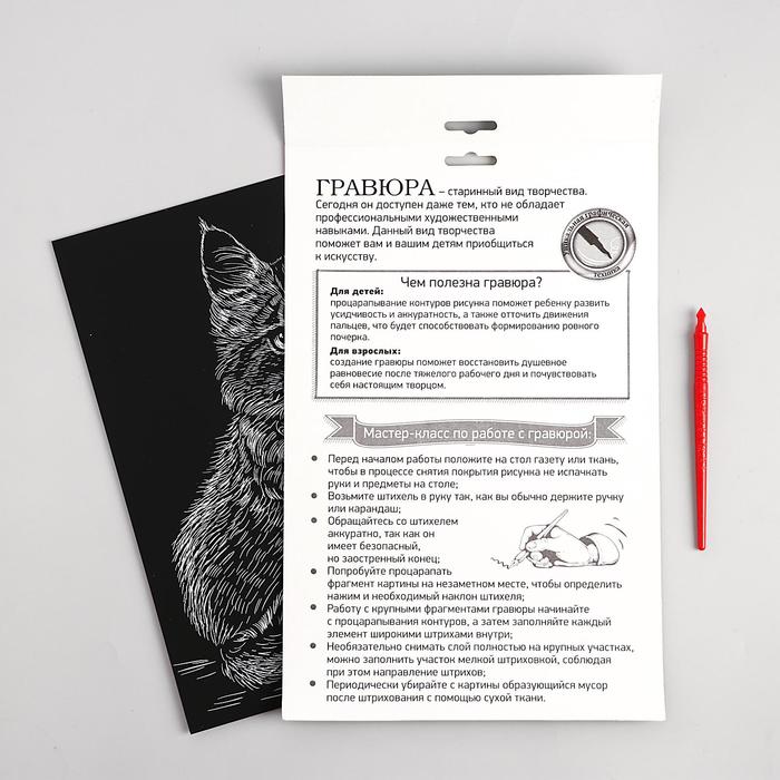 Гравюра "Котёнок мейн-кун", металлический эффект "золото", 21 х 30 см