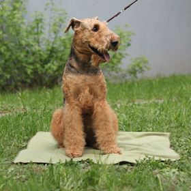 Охлаждающий коврик для собак, размер 50 х 70 см
