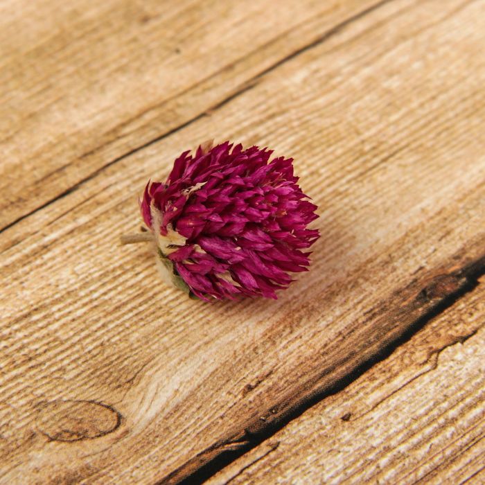 Сухие цветы клевера, 15 гр, цвет фиолетовый