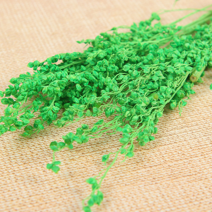 Сухие цветы сорги, 5 гр, цвет зеленый