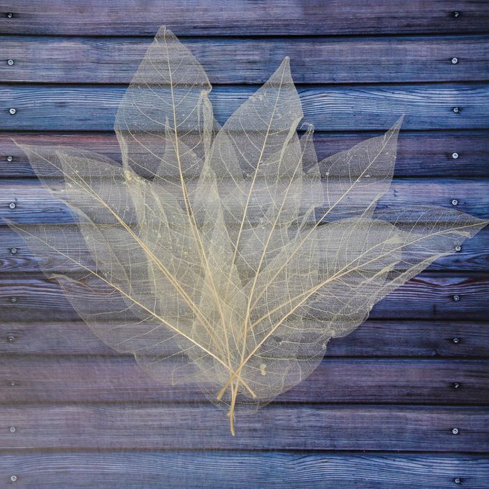 Сухой лист магнолии, (набор 10 шт), цвет натуральный