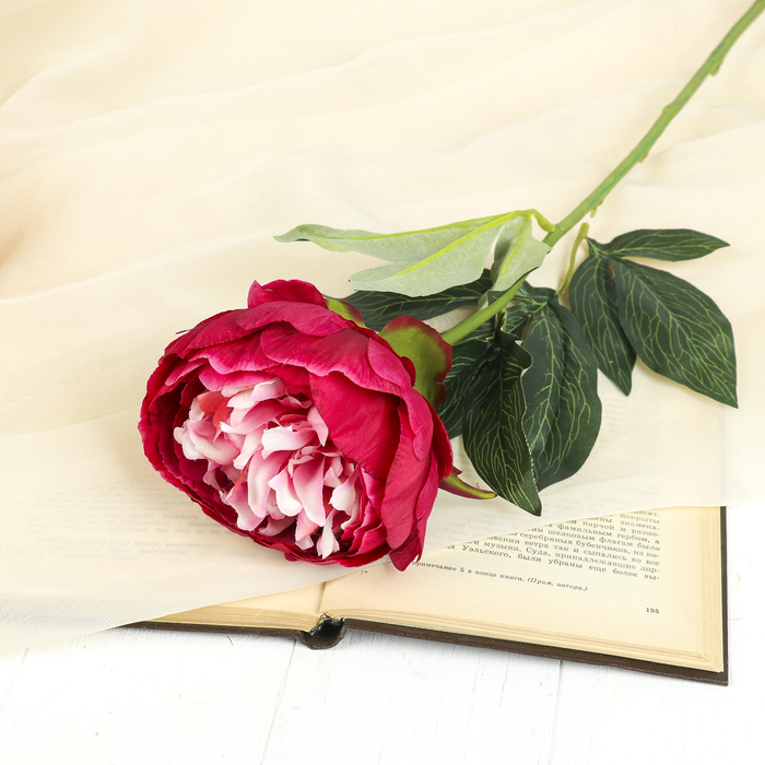 Цветок искусственный "Пион Вельм" 9*12*62 см, бело-малиновый