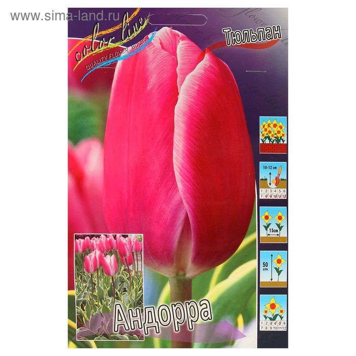 Тюльпан андорра Тюльпан андорра