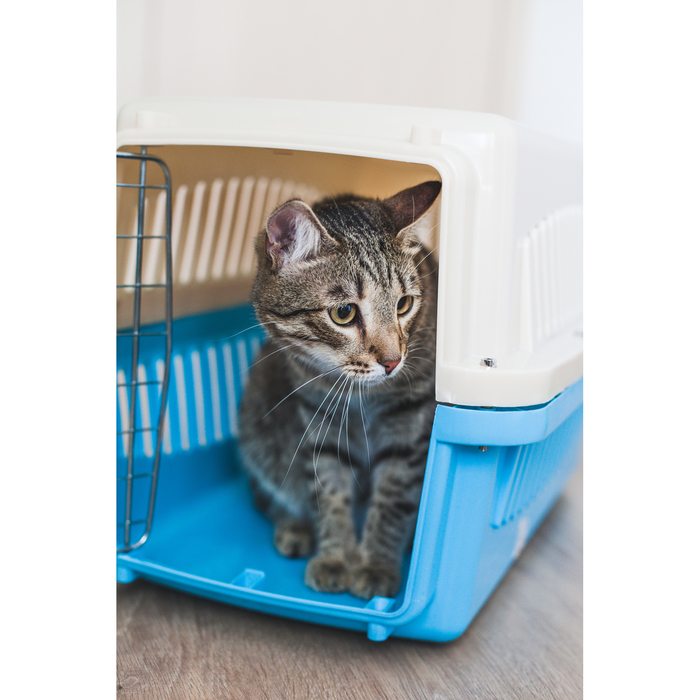 Переноска пластиковая VP-2 с замком, 59 х 36 х 35 см, синяя