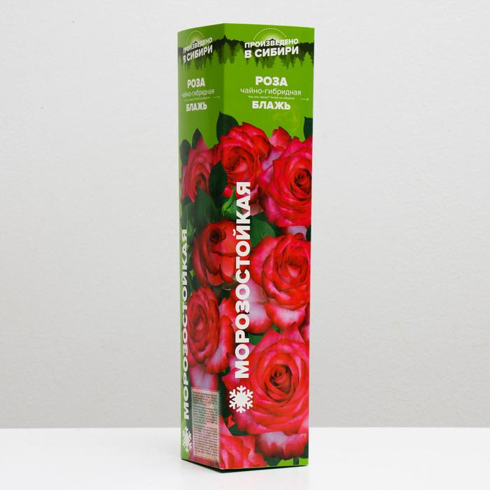 Саженец розы Блажь, Весна 2024, 1 шт. саженец розы амбианс весна 2023 1 шт