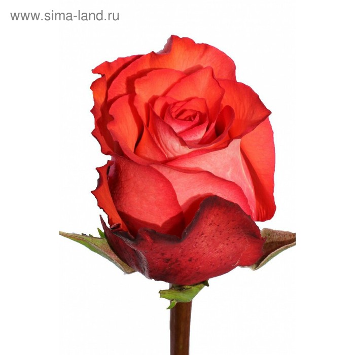 

Саженец розы Игуана, 1шт
