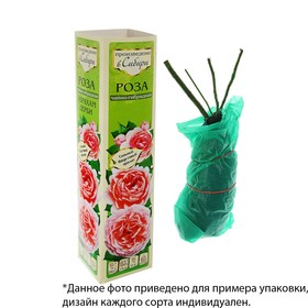 Саженец розы Лавли Грин, 1шт, Весна 2022 от Сима-ленд