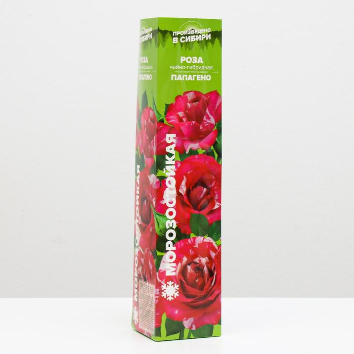 Саженец розы Папагено, Весна 2024, 1 шт. саженец розы ред интуишн весна 2023 1 шт