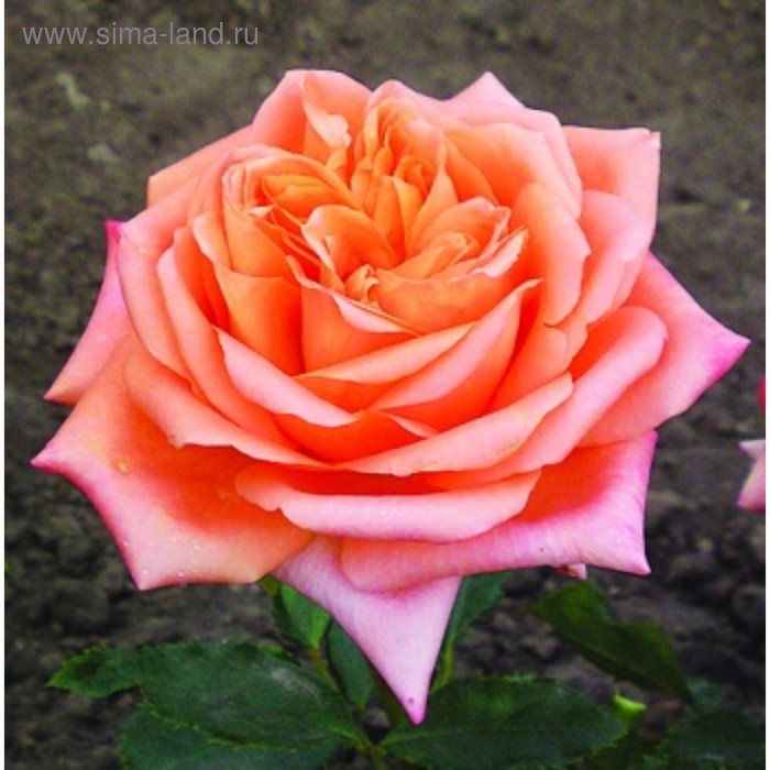 Саженец розы Седукцион Весна 2024, 1 шт. саженец розы ред интуишн весна 2023 1 шт