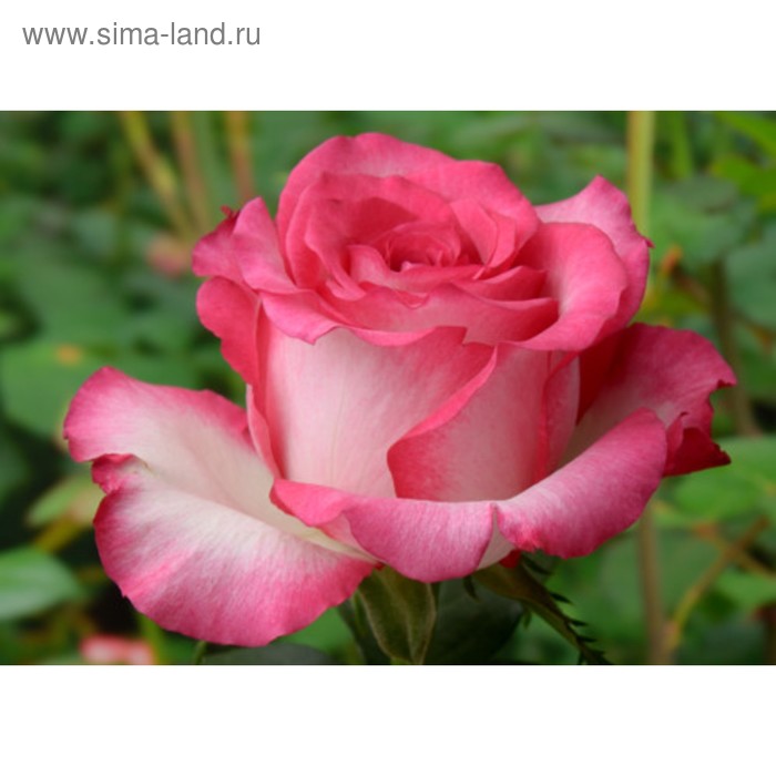 Саженец розы Хайлендер, Весна 2024, 1 шт. саженец розы ред интуишн весна 2023 1 шт