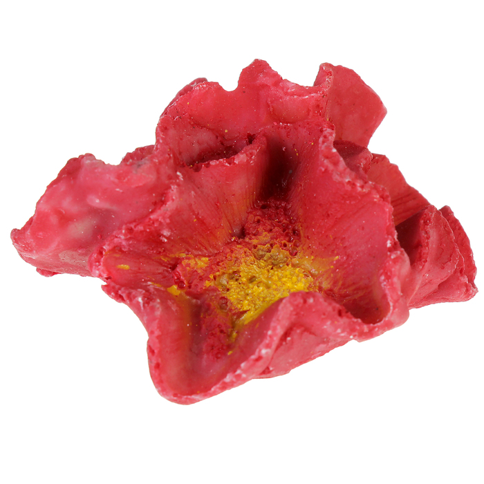 Коралл малый, 5,8 х 5 х 2,2 см