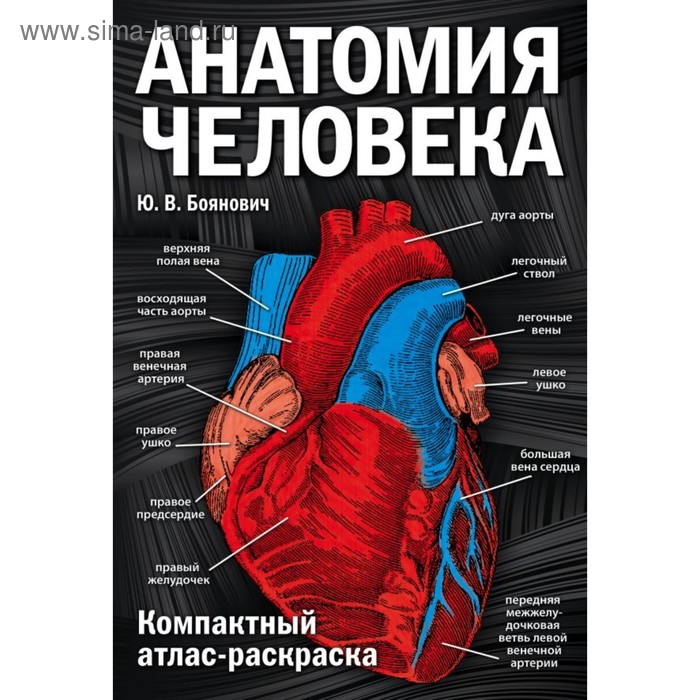 Анатомия человека: компактный атлас-раскраска. Боянович Ю. В.
