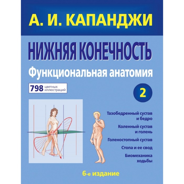 Нижняя конечность: Функциональная анатомия