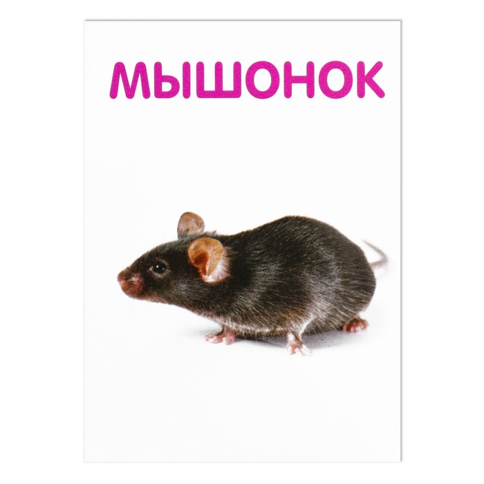 Обучающие карточки логопедические "Говорим буквы Ш и Ж"