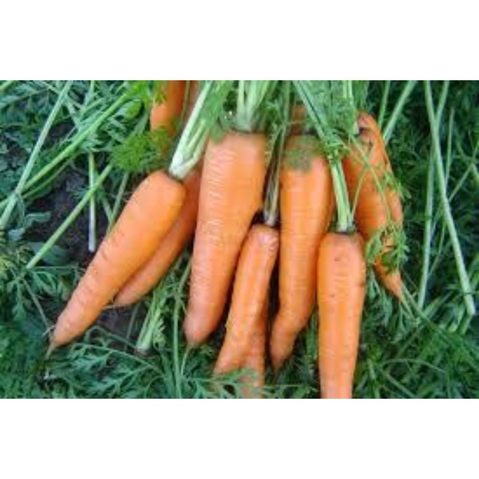 Семена Морковь Вита Лонга, 500 гр, Bejo