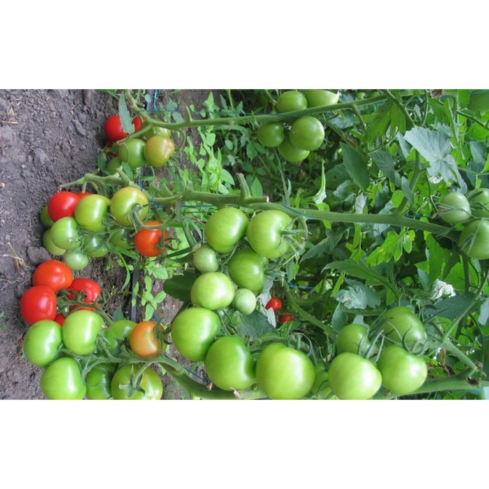 Томат таня f1 отзывы фото урожайность Томат таня f1 отзывы фото урожайность