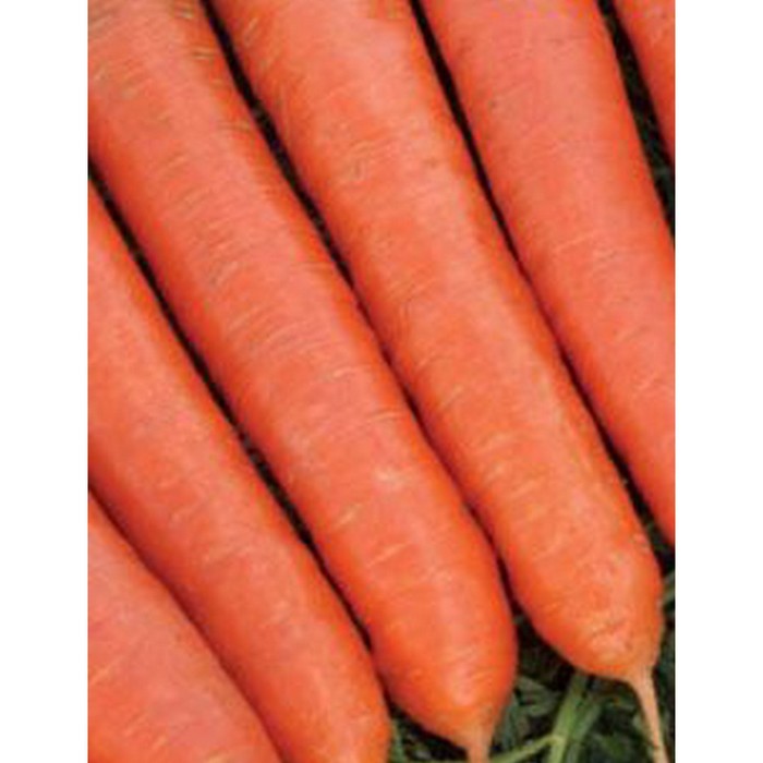 Семена Морковь Ромоса, 500 гр, Bejo