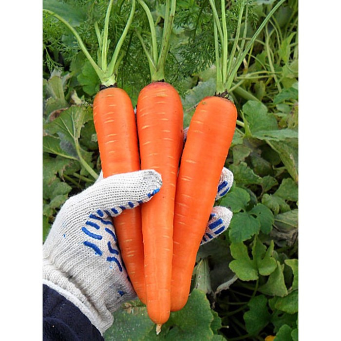 Семена Морковь Самсон, 500 гр, Bejo