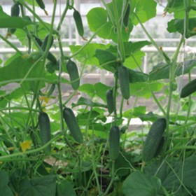 

Семена Огурец Алекс F1, 250 шт, Bejo