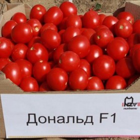

Семена Томат Дональд F1, 1 000 шт, Nunhems