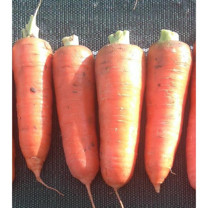 Семена Морковь Курода Пауэр, 1 кг,  Sakata