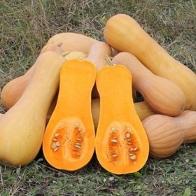 

Семена Тыква Ариэль F1, 1 000 шт, Sakata