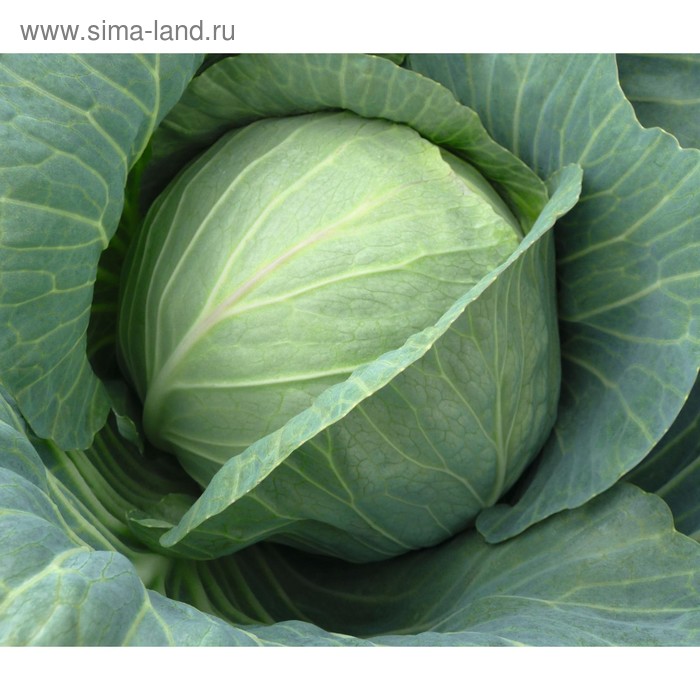 Семена Капуста б/к Хинова F1, 2 500 шт, Bejo