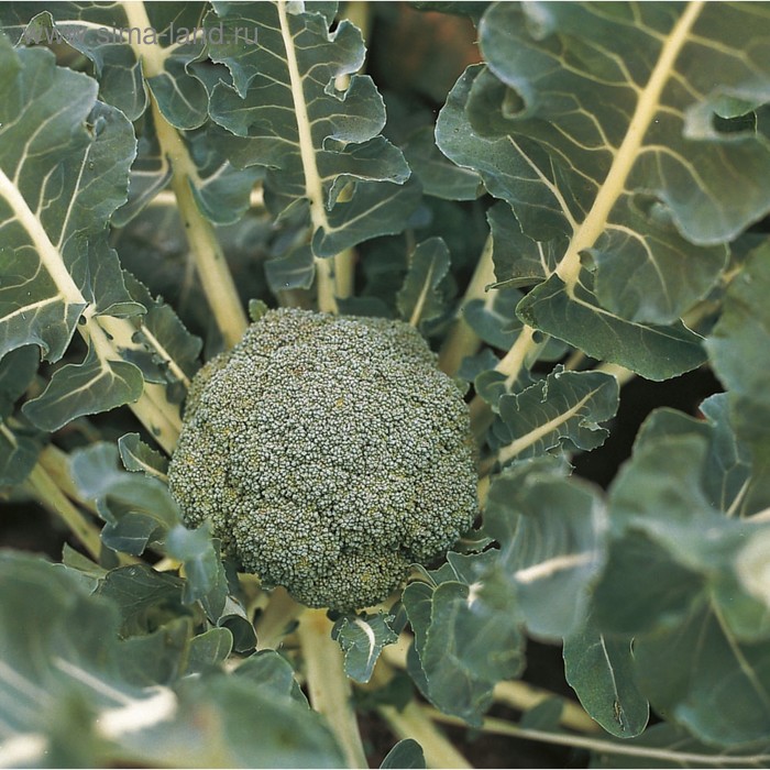 Семена Капуста брок. Лаки F1, 2 500 шт, Bejo