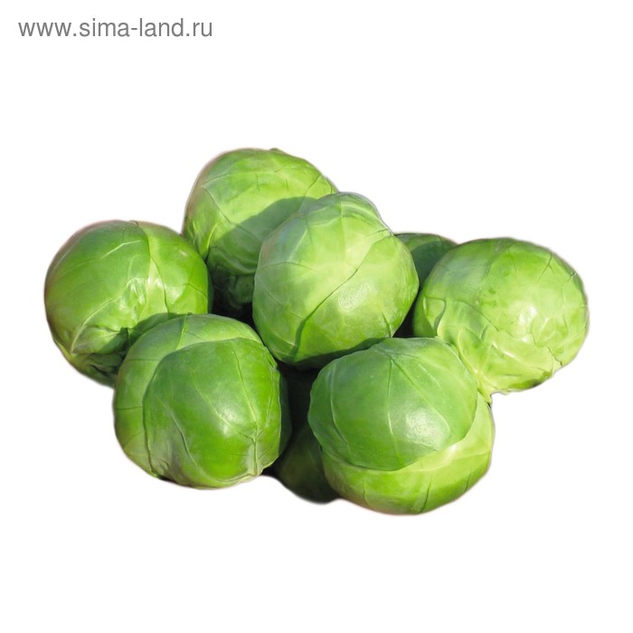 Семена Капуста брюс. Франклин F1, 2 500 шт, Bejo