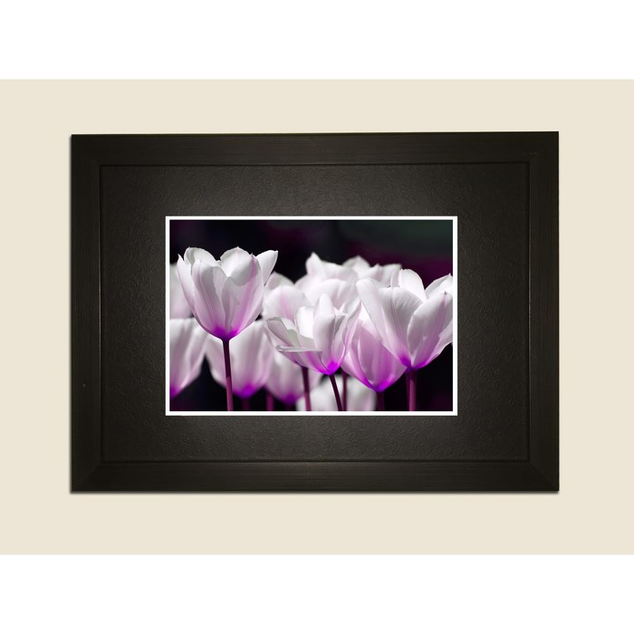 Картина в дизайнерской раме "Стильные белые тюльпаны" серии Black, 40х30см