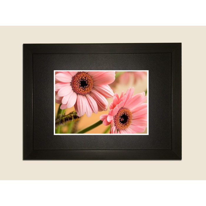 Картина в дизайнерской раме "Нежные розовые ромашки" серии Black, 30х20см