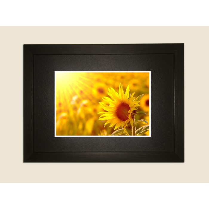 Картина в дизайнерской раме "Цветок подсолнуха в солнечных лучах" серии Black, 40х30см
