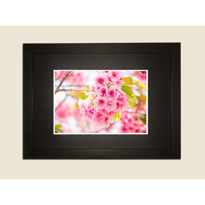 Картина в дизайнерской раме "Нежные белые цветы с розовой серединой" серии Black, 30х20см