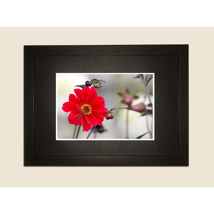 Картина в дизайнерской раме "Красный цветок на сером фоне" серии Black, 30х20см