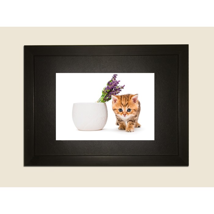 Картина в дизайнерской раме "Котенок на белом фоне" серии Black, 40х30см