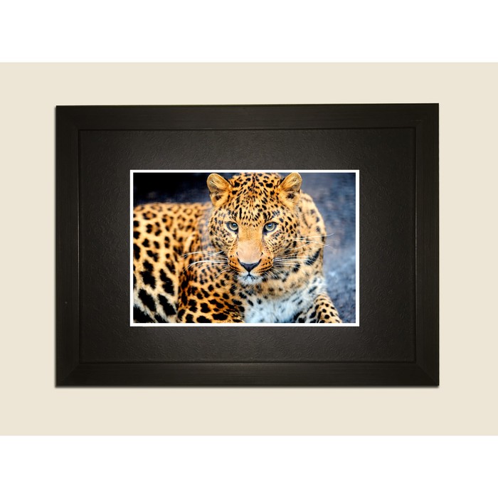 Картина в дизайнерской раме "Леопард на охоте" серии Black, 30х20см