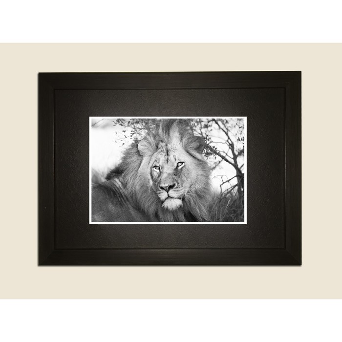 Картина в дизайнерской раме "Лев за охотой" серии Black, 30х20см