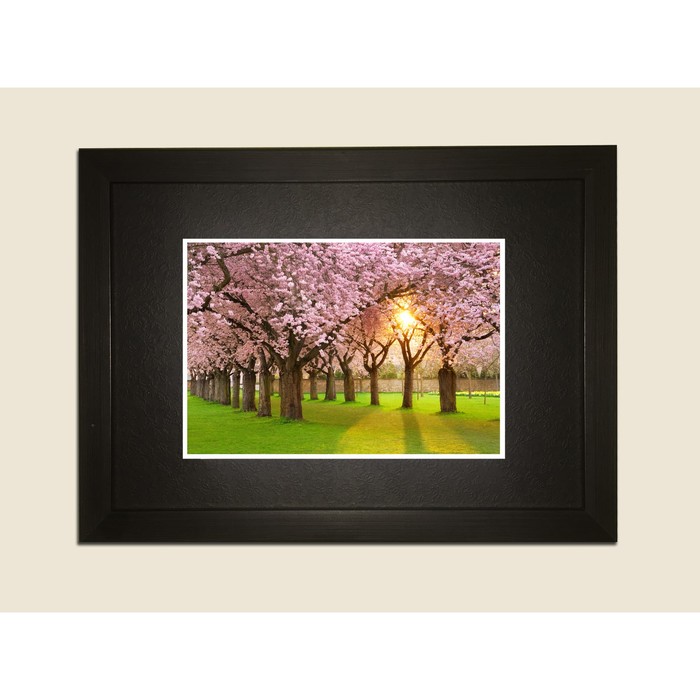 Картина в дизайнерской раме "Цветущая сакура" серии Black, 30х20см