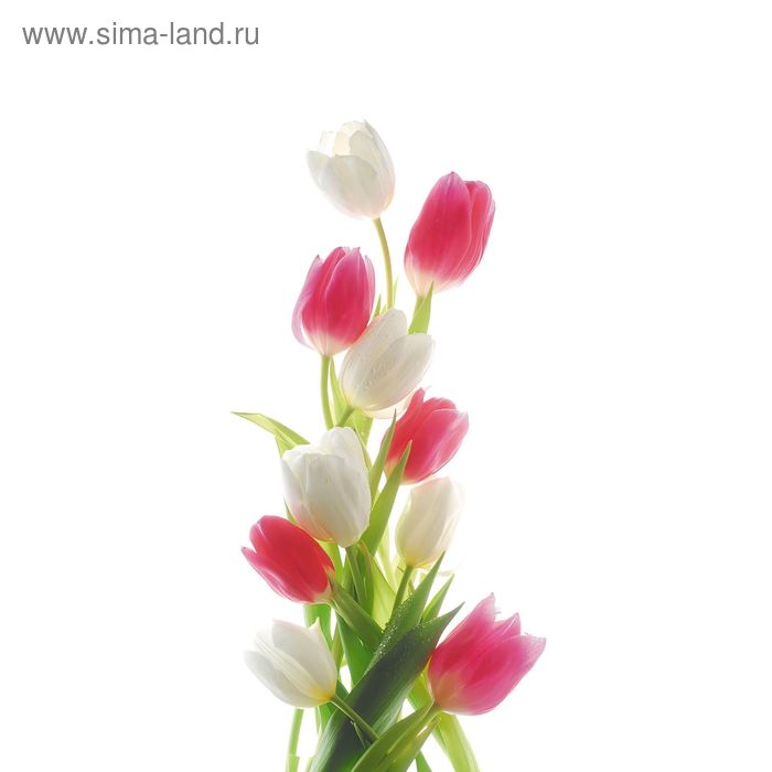 фотообои нежные лилии с 059 1 полотно 95x220 см Фотообои Цветы тюльпаны С-049 (1 полотно), 95x220 см