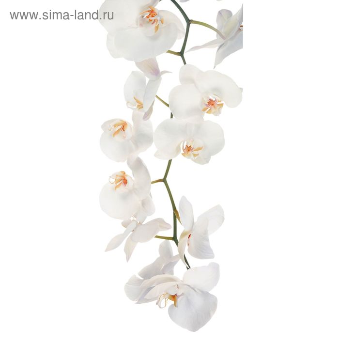 Фотообои Белая орхидея С-053 (1 полотно), 95x220 см фотообои росток бамбука с 029 1 полотно 95x220 см