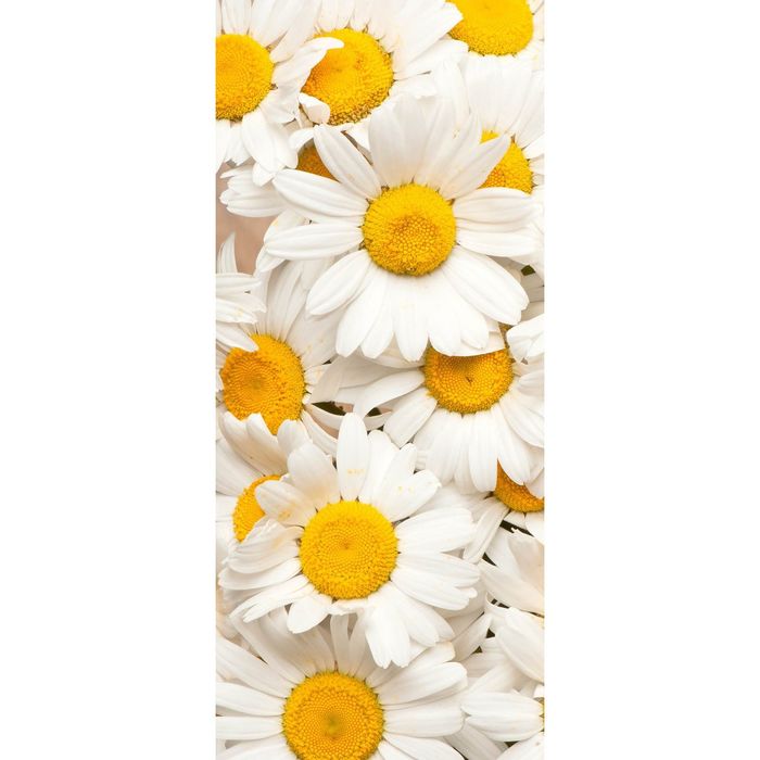 Фотообои "Раз ромашка, два ромашка, три…" С-054 (1 полотно), 95x220 см