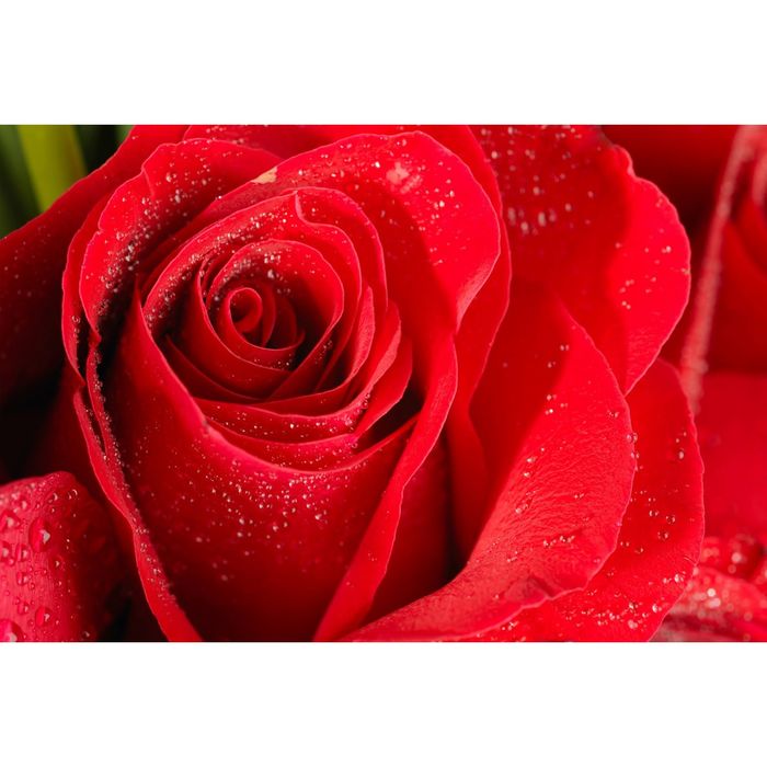 Фотообои "Алый аромат" M 640 (2 полотна), 200х135 см