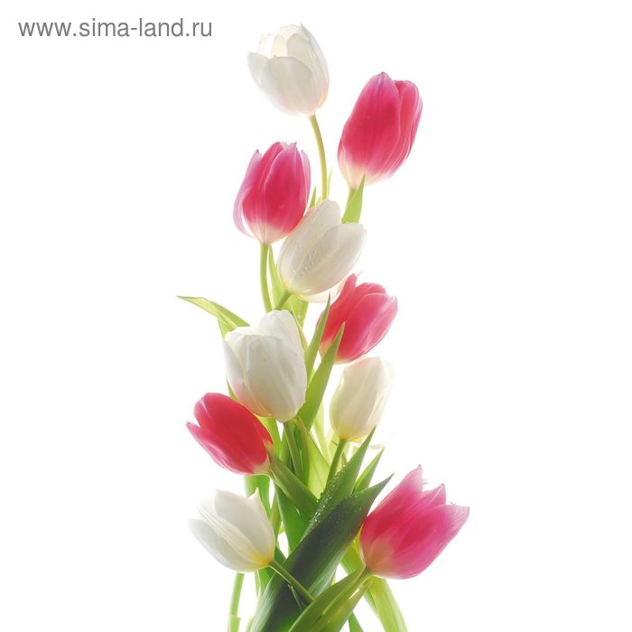 Фотообои Тюльпаны 1-А-107 (1 полотно), 150х270 см