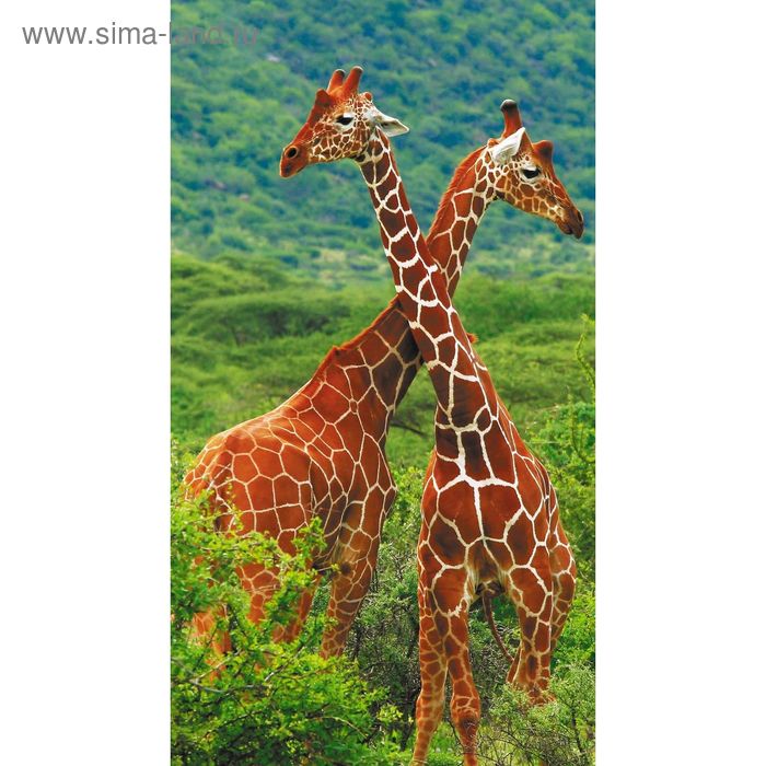 Фотообои Жирафы 1-А-109 (1 полотно), 150х270 см фотообои лавочка на улице акварель 1 а 164 1 полотно 150х270 см