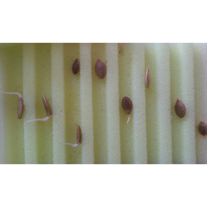 Матрасик для проращивания семян, большой, 22 х 30 х 3 см, «Лабиринт»