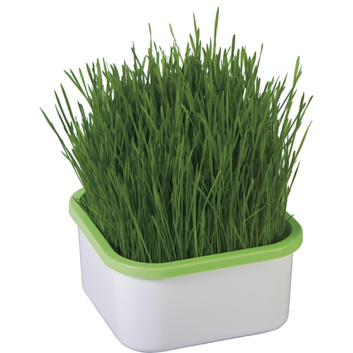 Проращиватель для зелёной травки